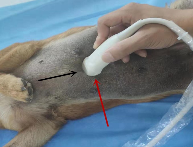 犬做b超探头放置