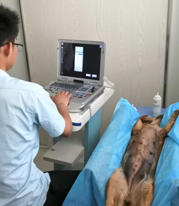 宠物犬做B超操作者体位