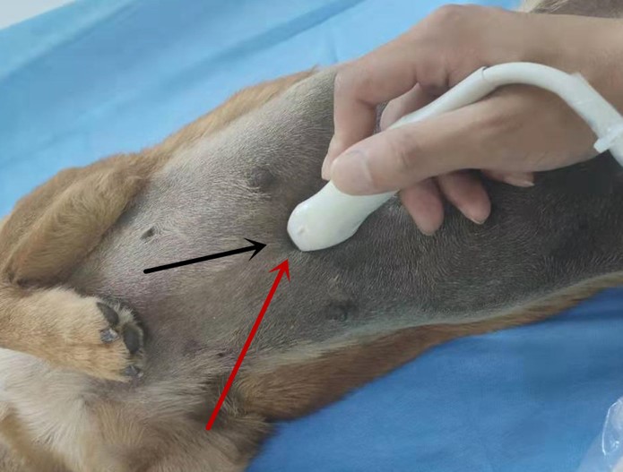 宠物犬做b超探头放置