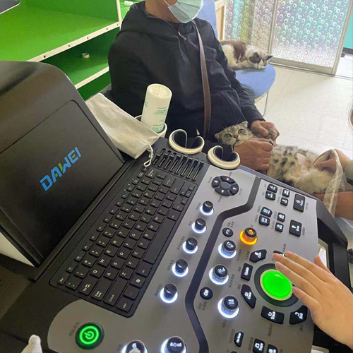 动物诊所彩超机操作