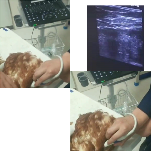 高校鸡用科研超声