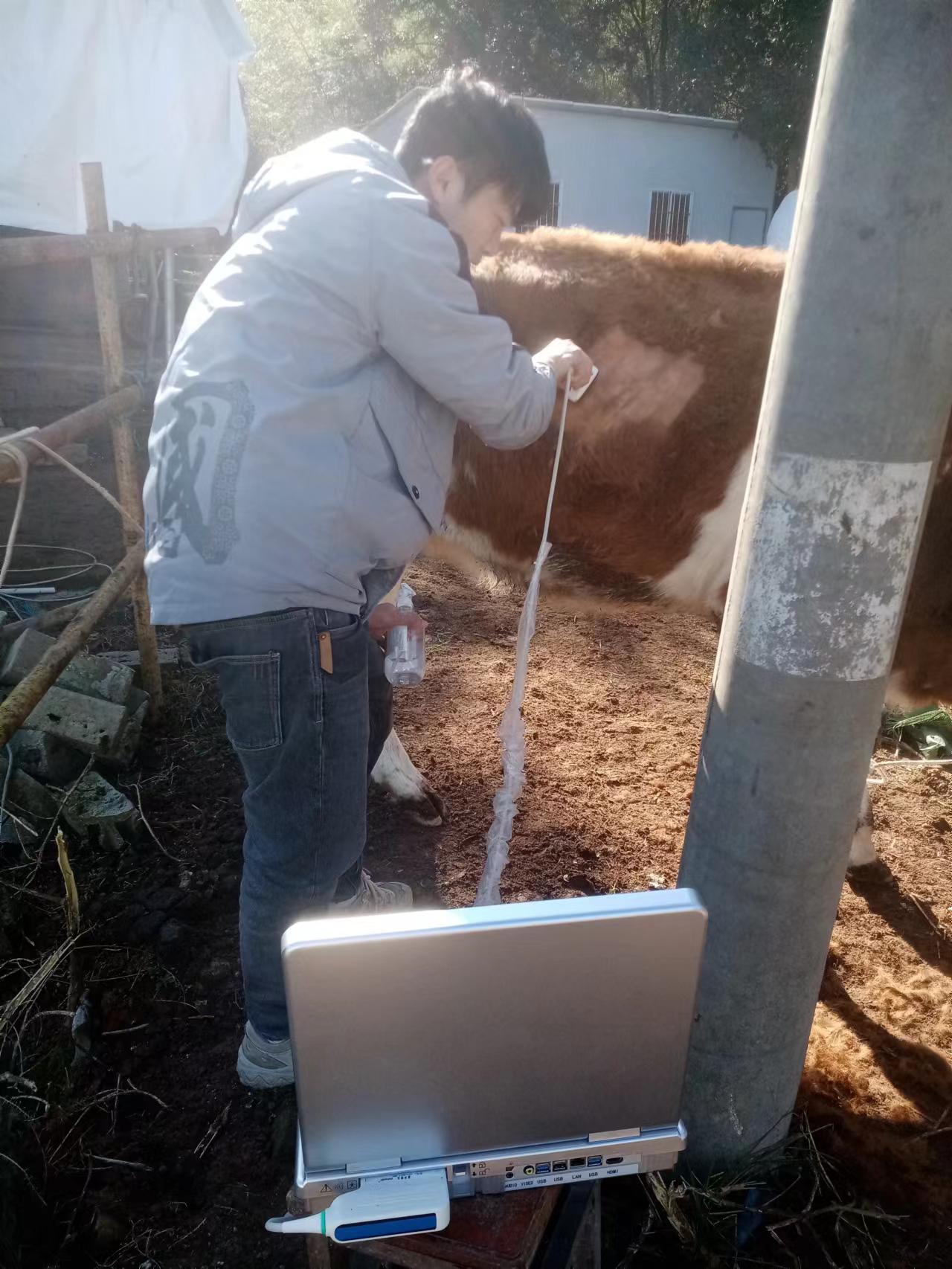 超声检查牛胆囊